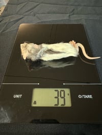 Image 1 of Weaned/XS Rats 