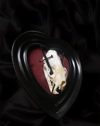 Image 2 of Mink Skull
