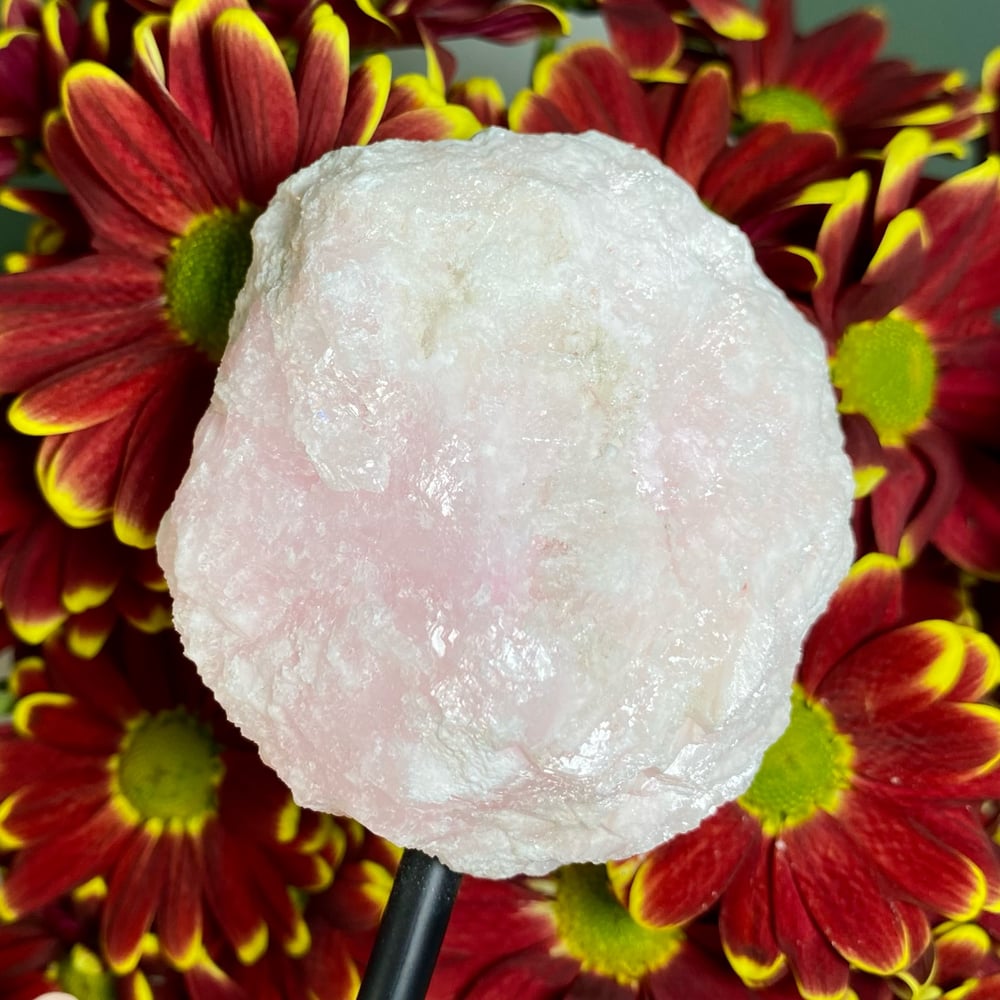 Image of Pink Aragonite (on stand)