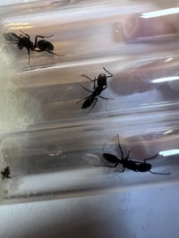 Image 3 of Odontoponera denticulata