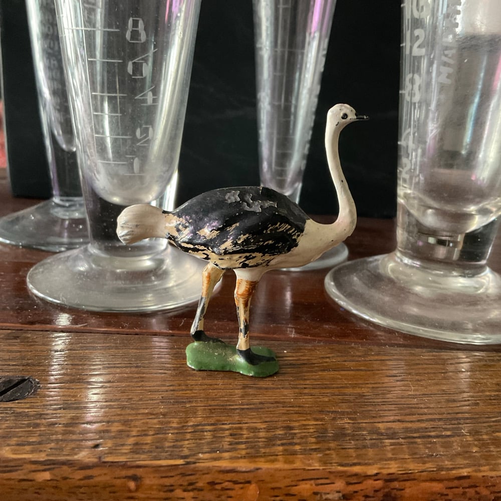 Image of ostrich 