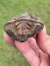 Image 3 of Trilobite Fossil #1482