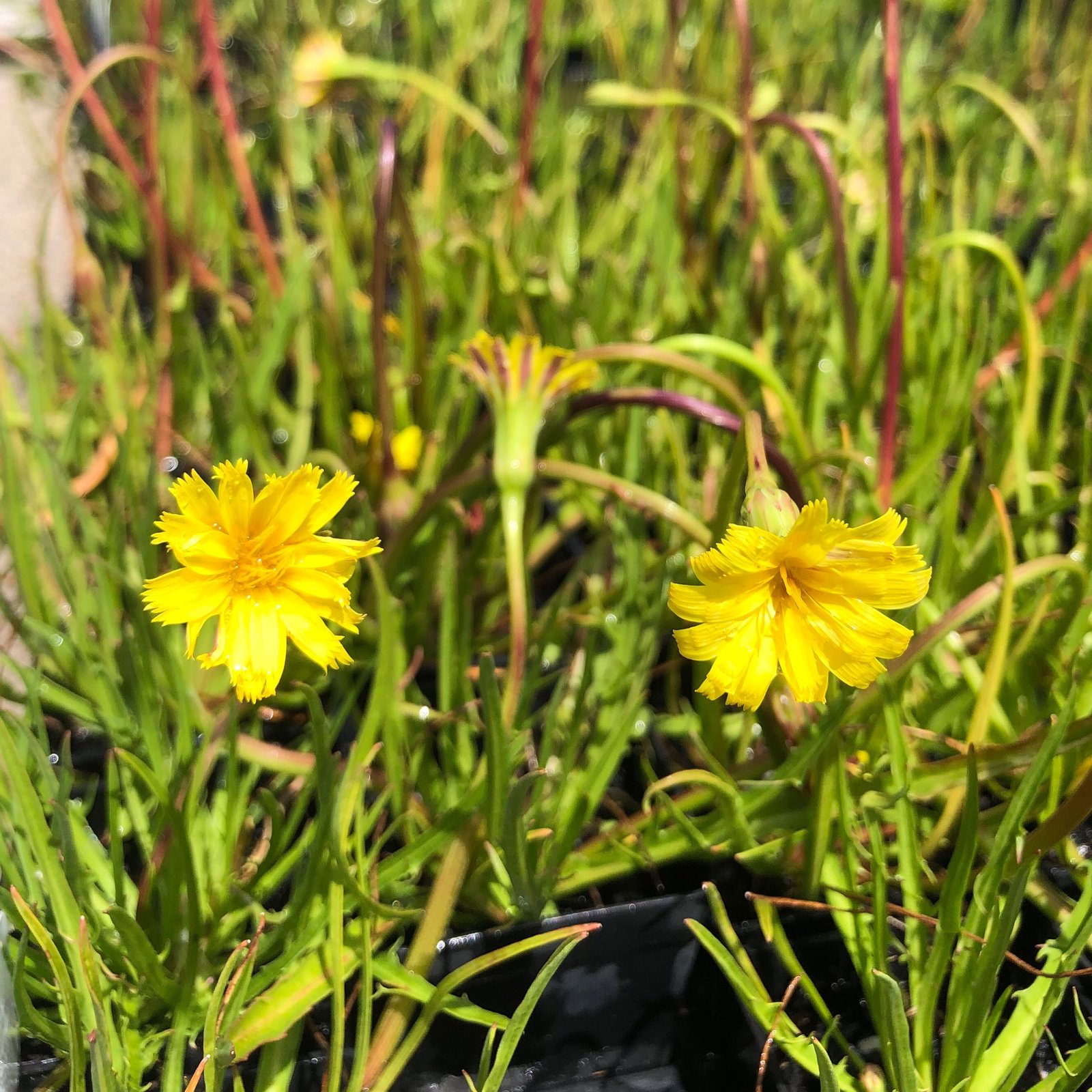 Murnong yam daisy plant for sale Murnong yam daisy plant for sale