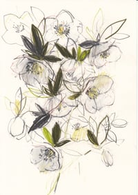 Hellebore study no. 9