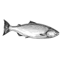 King salmon black-and-white 8" x 8"