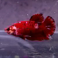 Image of Red/Black Koi HMPK Male