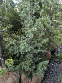 Image 1 of Mountain Hemlock : Tsuga mertensiana