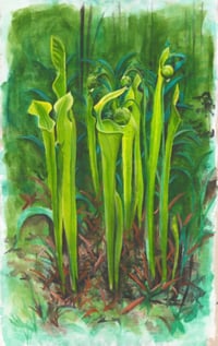 Image 1 of Green Pitcher Plant