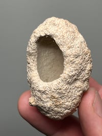 Image 2 of Weevil Cocoon Fossil ‘Clogs’  | South Australia #2858
