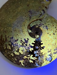 Image 6 of Ammonite Fossil | Madagascar #3051
