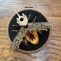 Image 1 of Specimen beetle (c, 4  inches)