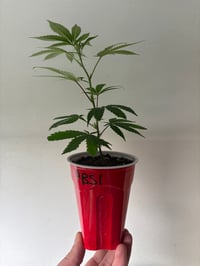 Image 3 of Peanut Butter Shoog  (Rooted)