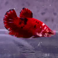 Image of Red/Black Koi HMPK Male