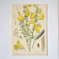 Image 12 of Botanique Sous Cadre 