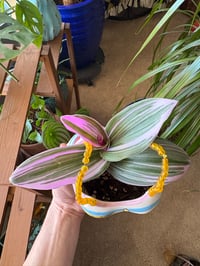 Image 3 of Pink Tradescantia in Swimsuit Fruit Bust