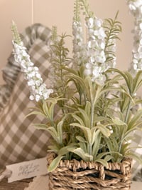 Image 2 of White Potted Lavender