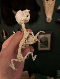 Image 4 of Pathological Daschund Puppy Skeleton