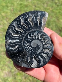 Image 2 of Black Ammonite Fossil Pair | Madagascar #2920