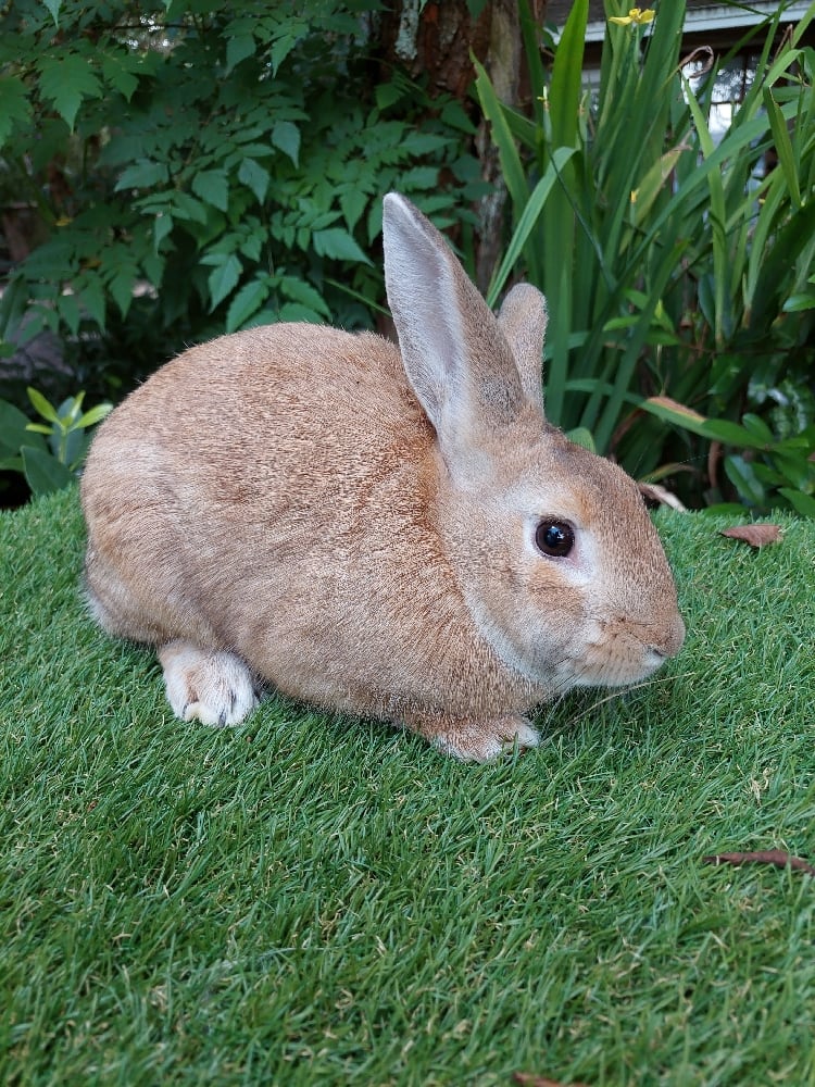 Image of Cinnamon (M)