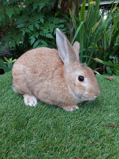 Image of Cinnamon (M)