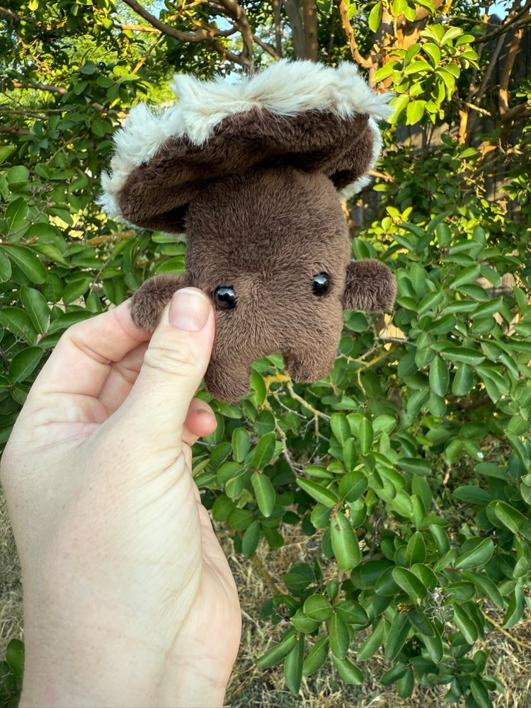 Image of shroomie baby