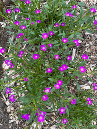 Image 4 of Red Maids : Calandrinia ciliata (menziesii)