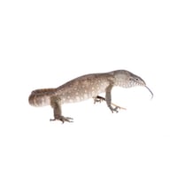 Nile Monitor 