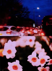 Image 2 of NIGHT DRIVE, DAFFODILS IV