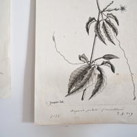 Image 5 of Planche De Botanique Arbre Au Poivre & Cucurbitacée