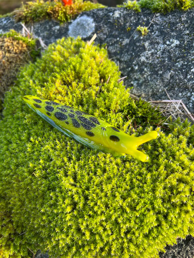 Image of Big Chartreuse Boro Slug