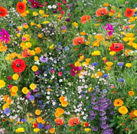 Image 11 of Seed Bomb Letterbox Gifts