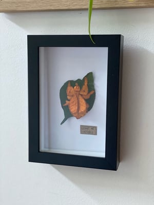 Image of Orange leaf insect framed specimen. Faux taxidermy 