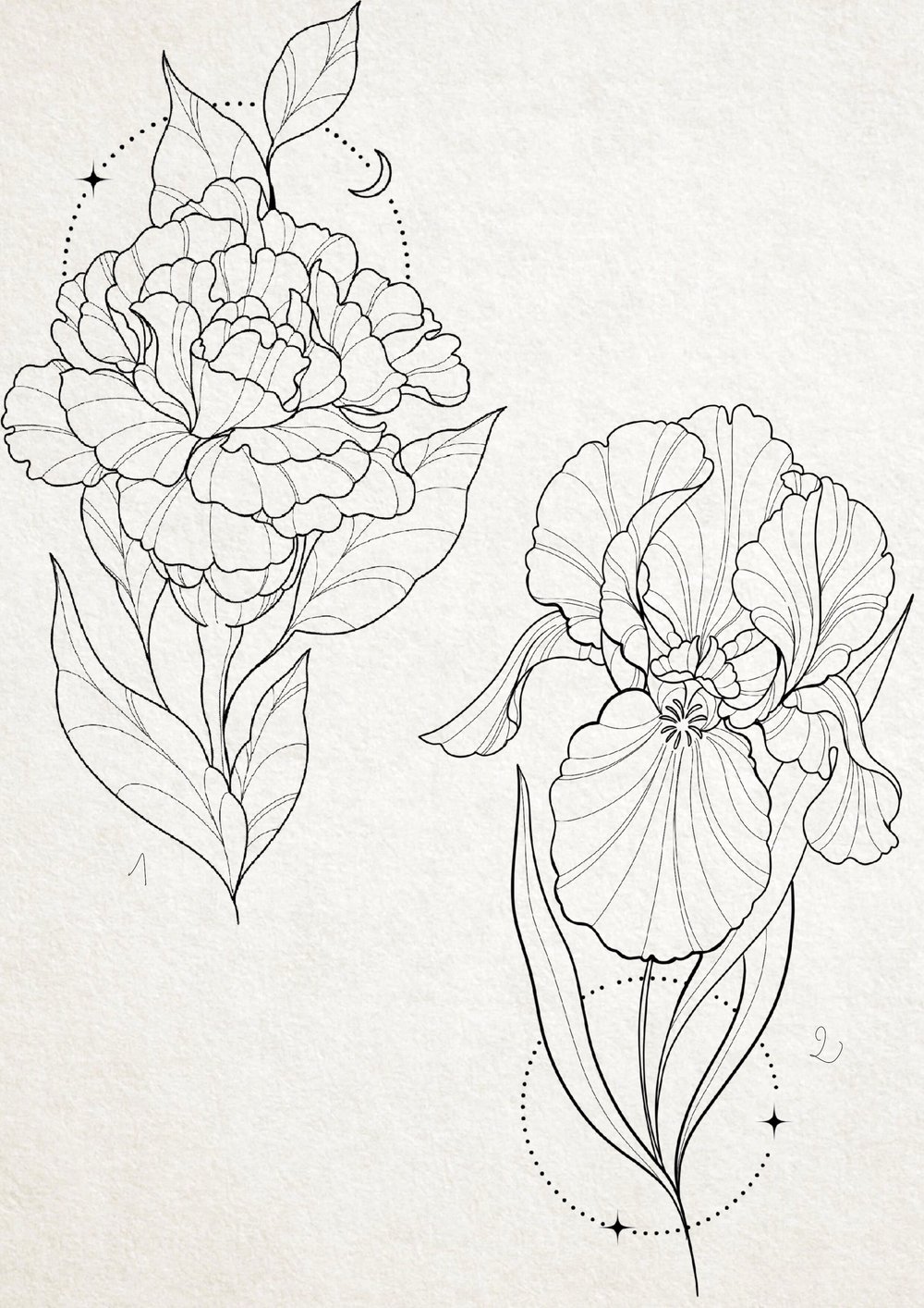 Image of Carnation Et iris