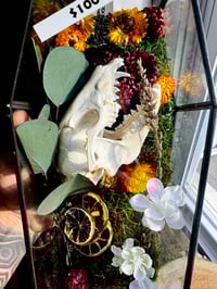 Image 1 of Raccoon Skull Coffin Terrarium 