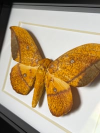 Image 1 of eacles penelope