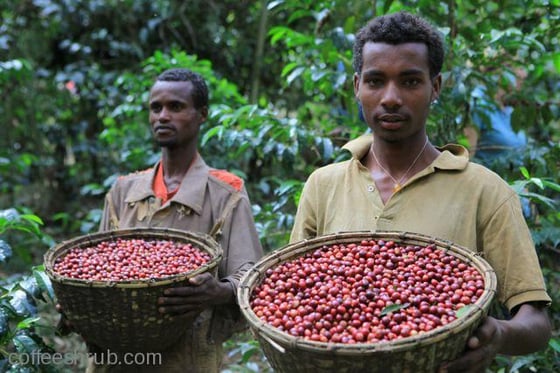 Image of Ethiopia Sidamo