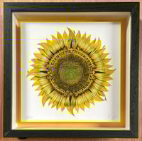 Image 4 of Imperius Solis