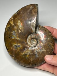 Image 16 of Large Purple Iridescent Ammonite Fossil #2443