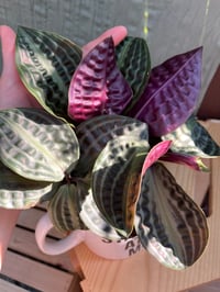 Image 3 of Jungle Diva Roxie in "Are You Staring At My Mug?" Mug