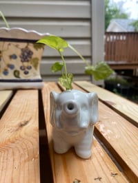 Image 1 of Arrowhead Vine in Small White Elephant