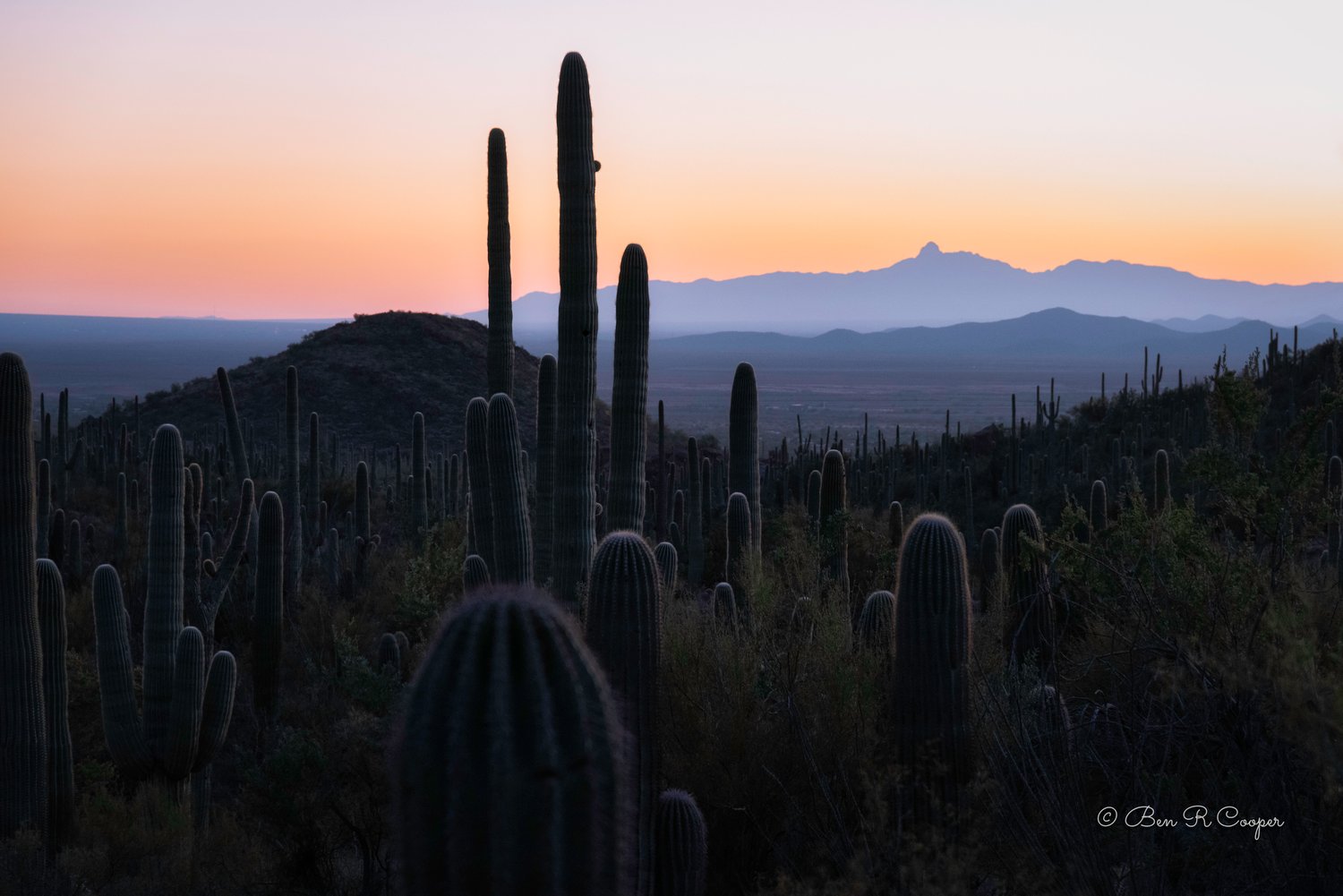 Twilight At Saguaro National Park