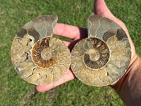 Image 1 of Ammonite Fossil Pair | Madagascar #2896