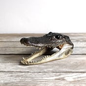 Image of Small Alligator Head 