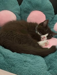 Image 2 of Green Cat Paw Cushion 
