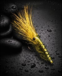 Image 1 of Green Tide Shrimp