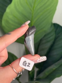 Image 7 of SMALL MEGALODON TEETH -SOUTH CAROLINA- CHOOSE YOUR OWN LOT 2 