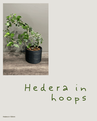 Hedera in Hoops