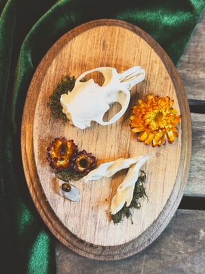 Image of Muskrat Hanger & Orange Strawflower 