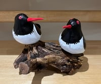 Image 5 of Oystercatcher Pair