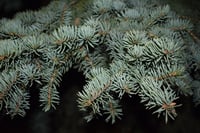 Image 1 of Blue Spruce